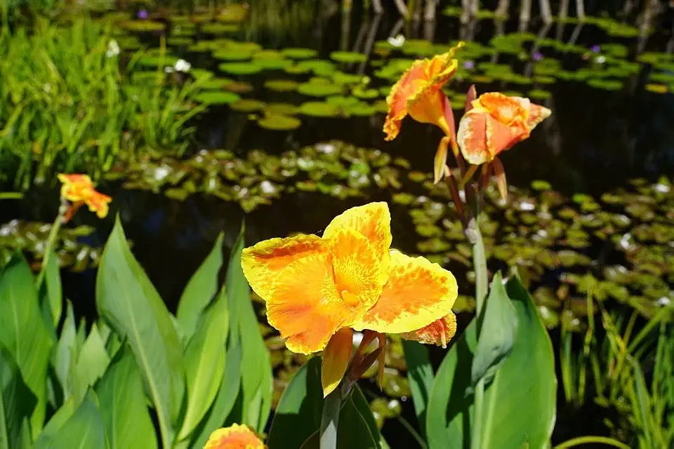 Orange Canna - Months of Flowers for Ponds!