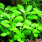 Cardinal Plant Bunch (Lobelia cardinalis) - Beginner Tropical Live Aquarium Plant