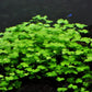 Potted Live Aquarium Plants | Freshwater Aquatic Plants for Aquariums (Hydrocotyle Tripartida)