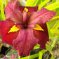 Louisiana Iris Bog Pond Plant - Ann Chowning - Red Louisiana Iris Marginal Pond Plant from AquaLeaf Aquatics