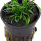 Foreground Potted Live Aquarium Plants | Freshwater Aquatic Plants for Aquariums (Potted Cryptocoryne Parva)
