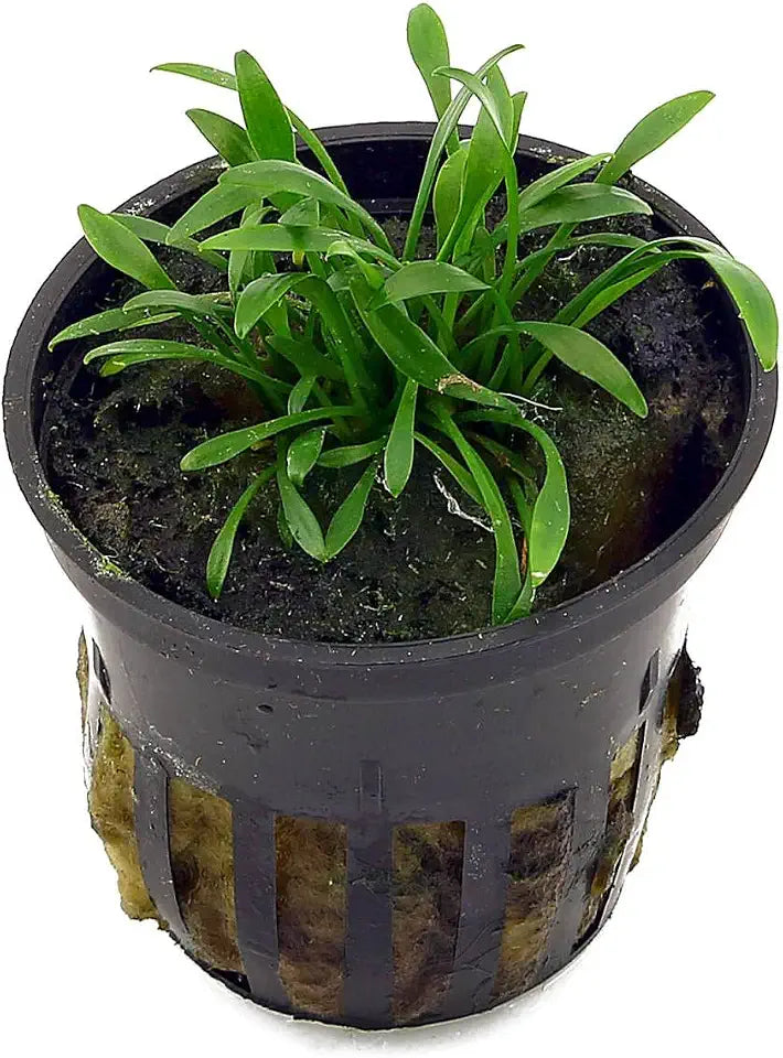 Foreground Potted Live Aquarium Plants | Freshwater Aquatic Plants for Aquariums (Potted Cryptocoryne Parva)