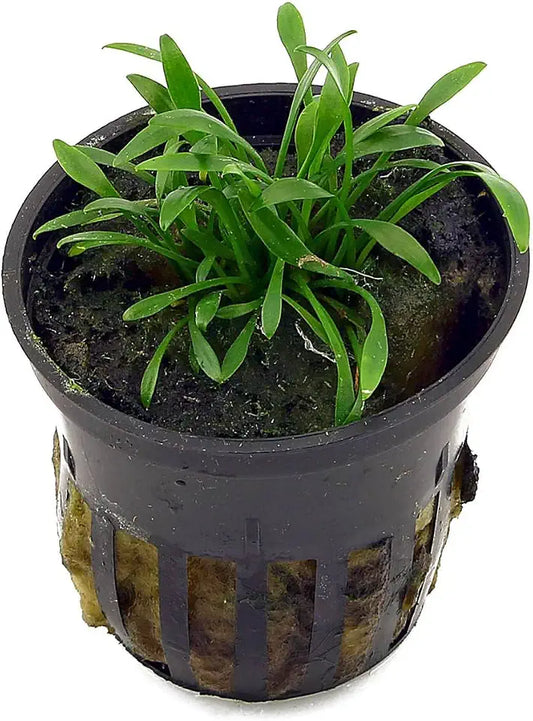 Foreground Potted Live Aquarium Plants | Freshwater Aquatic Plants for Aquariums (Potted Cryptocoryne Parva)