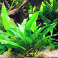Potted Anubias Plants | Live Freshwater Aquatic Plants for Aquariums and Terrariums - Low Light, Low Maintenance Plants. (Potted Anubias Frazeri)