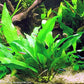 Cichlid Live Aquarium Plants Bundle