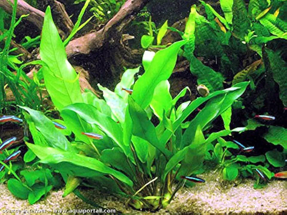 Cichlid Live Aquarium Plants Bundle