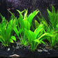 Potted Live Aquarium Plants | Freshwater Aquatic Plants for Aquariums (Amazon Sword - Echinodorus Bleheri)