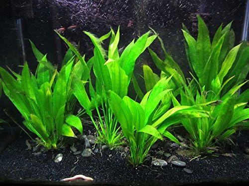 Potted Live Aquarium Plants | Freshwater Aquatic Plants for Aquariums (Amazon Sword - Echinodorus Bleheri)
