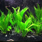 3 Aquatic Plants Bundle | Live Plants for Freshwater Aquariums (3 X Amazon Sword Plants)