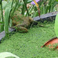 Azolla Portion in 4 oz Container - Floating Live Plants for or Aquariums or Ponds