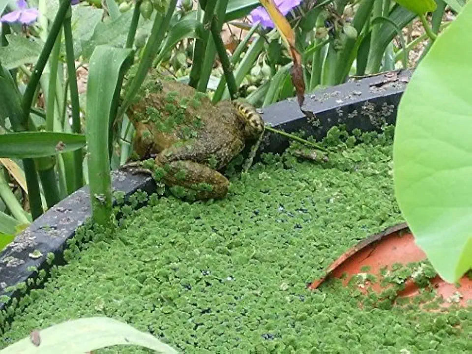 Azolla Portion in 4 oz Container - Floating Live Plants for or Aquariums or Ponds