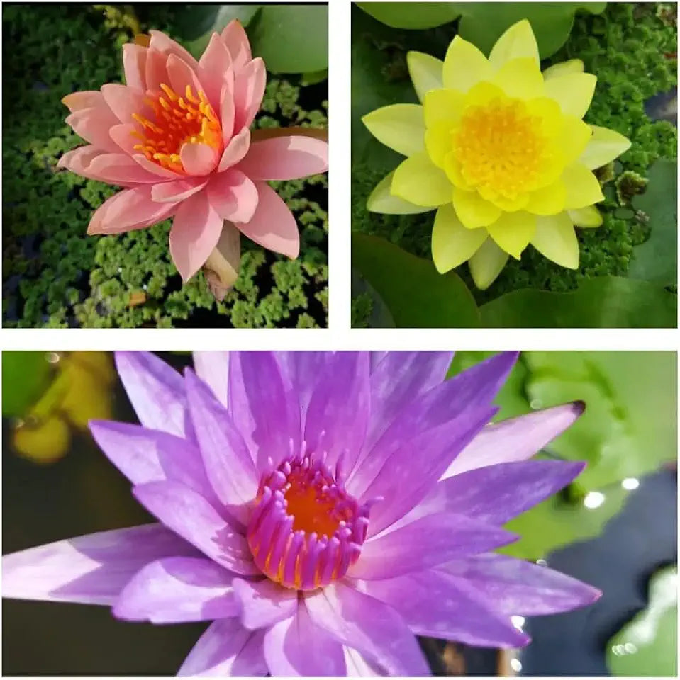 Water Lily Rhizomes Bundle - 3 Pre-Grown Hardy Lilies TUBERS in Pink, Yellow, Orange from AquaLeaf Aquatics