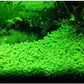 Aquatic Plants on Mats (Dwarf Pennywort on 5" X 3" mat)