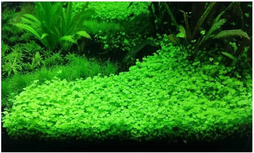 Aquatic Plants on Mats (Dwarf Pennywort on 5" X 3" mat)