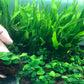 Anubia Petite on Lava Rock (2-3 Inches)