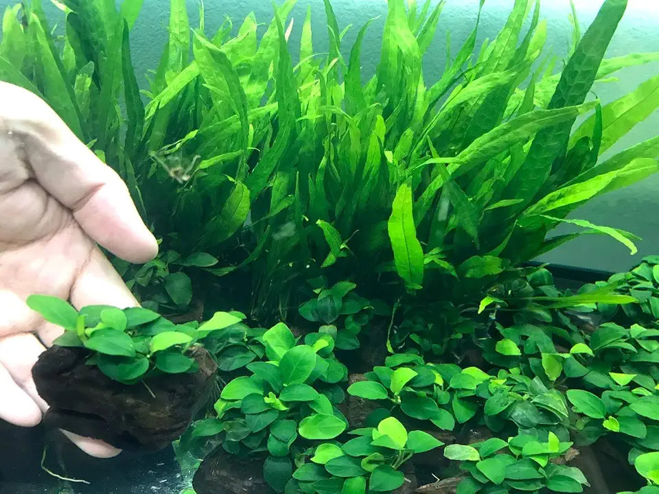 Anubia Petite on Lava Rock (2-3 Inches)