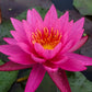 Mature Fully Grown Hardy Water Lily (Assorted Pink)