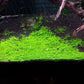Dwarf Baby Tears on 5 x 3 mat - Foreground Carpet Aquarium Plant