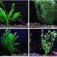 Easy Live Aquarium Plants Package - 4 Kinds - Anacharis, Amazon and More!