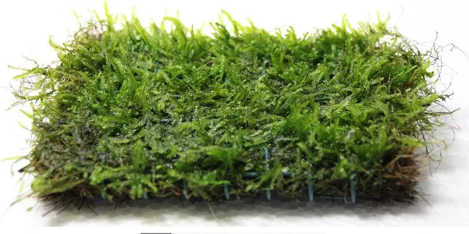 Java Moss on 3 x 3 mat - Foreground Carpet Aquarium Plant
