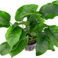 Potted Anubias Plants | Live Freshwater Aquatic Plants for Aquariums and Terrariums - Low Light, Low Maintenance (Anubias Barteri, 1, Count)
