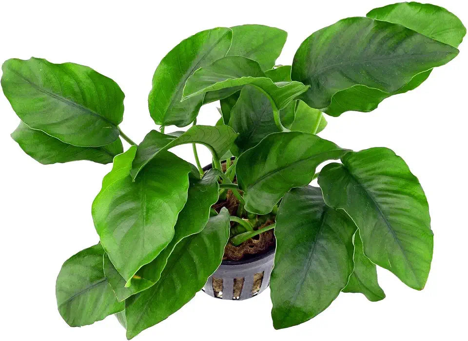 Potted Anubias Plants | Live Freshwater Aquatic Plants for Aquariums and Terrariums - Low Light, Low Maintenance (Anubias Barteri, 1, Count)