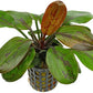 Potted Live Aquarium Plants | Freshwater Aquatic Plants for Aquariums (Hadi Pearl)