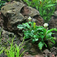 Bucephalandra SP. Wavy Green - Rare Live Aquatic Plant