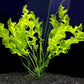 Aquatic Plant Bulbs - for Aquariums with temperatures Under 72F (Ulvaceus Apogoneton Bulb)