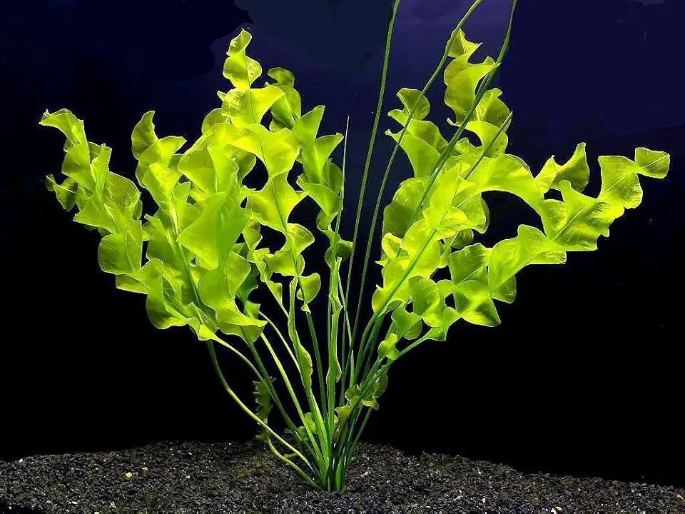 Aquatic Plant Bulbs - for Aquariums with temperatures Under 72F (Ulvaceus Apogoneton Bulb)
