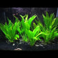 1 Amazon Sword Aquarium Plant Live | Echinodorus Bleheri