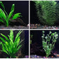 4 Species Aquarium Plants Package - Java Fern (Microsorum), Hornwort (Ceratophyllum demersum), Amazon Sword (Echinodorus), and Moneywort (Bacopa Monniery)