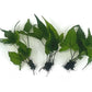 3 Aquatic Plants Bundle | Live Plants for Freshwater Aquariums (3 X Bolbitis Asiatica Plants)