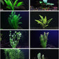 30+ Stems - 8 Species - - Anacharis, Amazon, Rotala, Ludwigia and More!