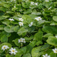 White Snowflake | Surface Pond Plants - Easy Water Garden Plants