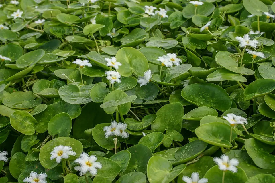 White Snowflake | Surface Pond Plants - Easy Water Garden Plants