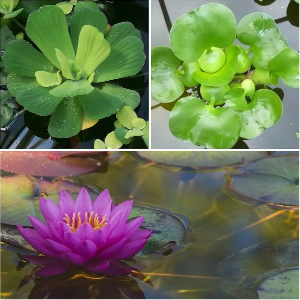 Floating Plants and Water Lily Tuber Bundle – Live Aquatic Plants for Ponds & Aquariums