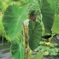 Green Taro | Elephant Ears Plant for Ponds and Garden