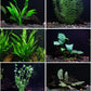 6 Plant Species Live Aquatic Plants Package - Microsorum Java Fern, Amazon, Moneywort and More!