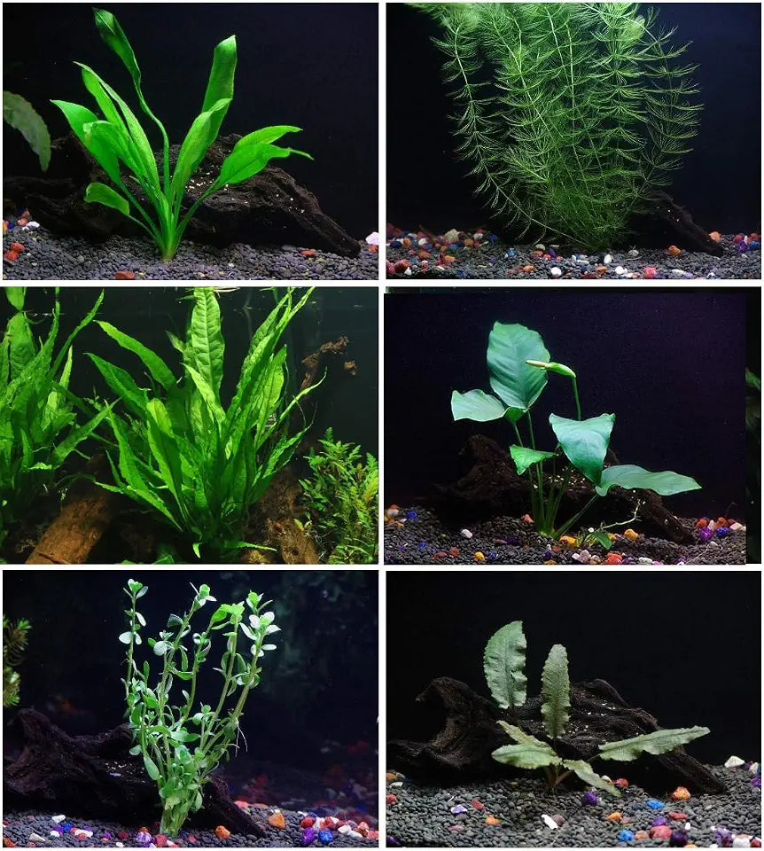 6 Plant Species Live Aquatic Plants Package - Microsorum Java Fern, Amazon, Moneywort and More!