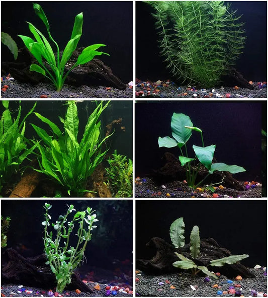 6 Plant Species Live Aquatic Plants Package - Microsorum Java Fern, Amazon, Moneywort and More!