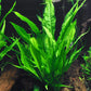 Java Fern Bare Root | Microsorum Pteropus - Low Light Freshwater Aquarium Plant - 1,000,000+ Plants Sold — AquaLeaf Aquatics