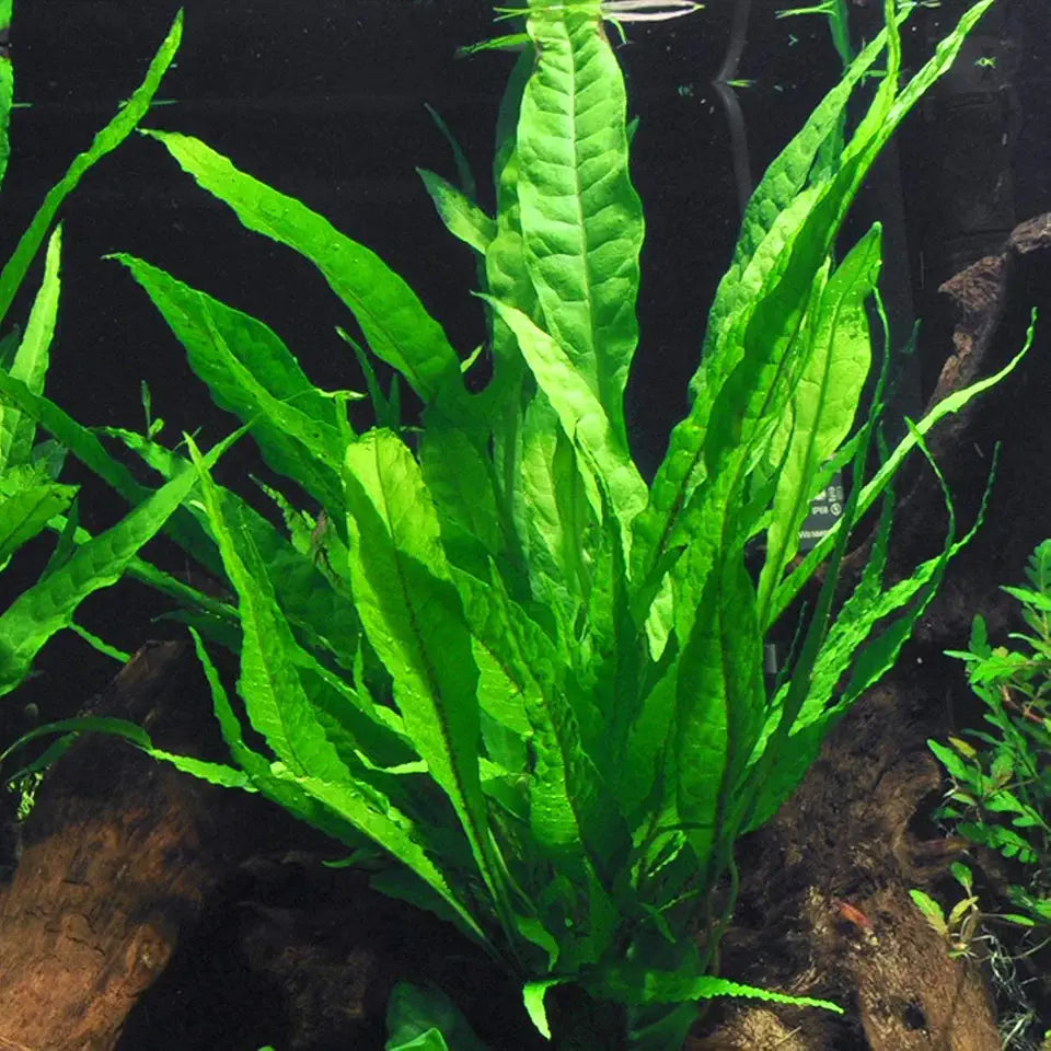 Java Fern Bare Root | Microsorum Pteropus - Low Light Freshwater Aquarium Plant - 1,000,000+ Plants Sold — AquaLeaf Aquatics