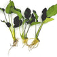3 Aquatic Plants Bundle | Live Plants for Freshwater Aquariums (3 X Anubias VAR Nana Plants)