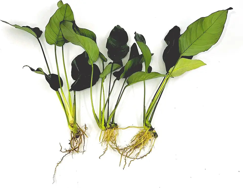 3 Aquatic Plants Bundle | Live Plants for Freshwater Aquariums (3 X Anubias VAR Nana Plants)