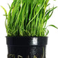 Potted Live Aquarium Plants | Freshwater Aquatic Plants for Aquariums (Potted Microsword)