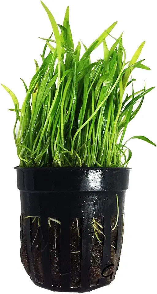 Foreground Potted Live Aquarium Plants | Freshwater Aquatic Plants for Aquariums (Potted Microsword)