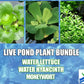 3 Water Lettuce (Pistia stratiotes) + 3 Common Water Hyancinth (Eichhornia crassipes) Bundle + Moneywort - Floating Live Pond Plants + Marginal Plant