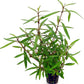 Potted Live Aquarium Plants | Freshwater Aquatic Plants for Aquariums (Hygrophila Araguaia)