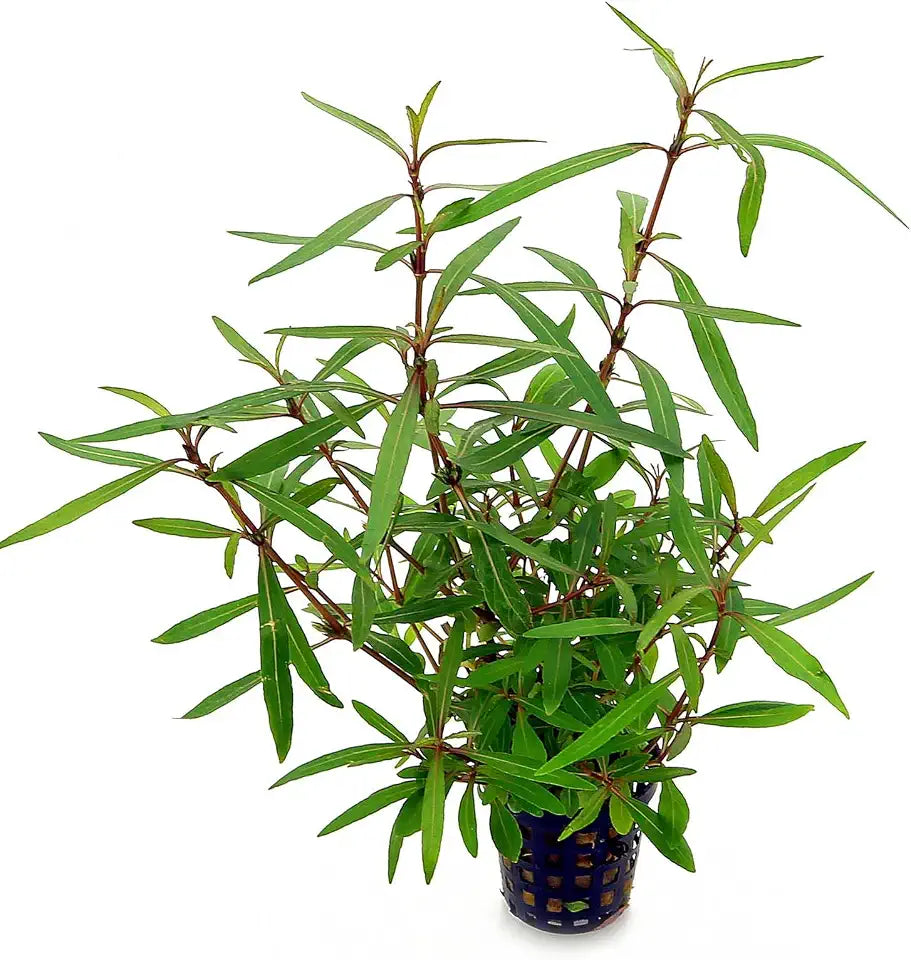 Potted Live Aquarium Plants | Freshwater Aquatic Plants for Aquariums (Hygrophila Araguaia)